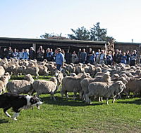 Curringa Farm - Accommodation and Farm Tours - Phillip Island Accommodation