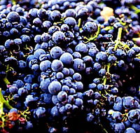 Laurel Bank Vineyard - Phillip Island Accommodation