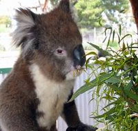 Glen-Forest Tourist Park - Phillip Island Accommodation