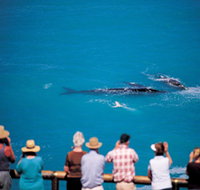 Whale Watching At Head Of Bight - Phillip Island Accommodation