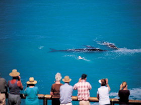 Whale Watching At Head Of Bight - Phillip Island Accommodation 0