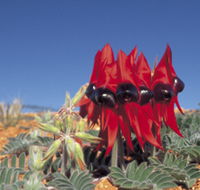 Alan Mclellan Lookout - Phillip Island Accommodation