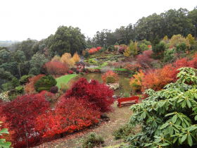 Emu Valley Rhododendron Garden - Phillip Island Accommodation 0
