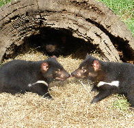 Wing's Wildlife Park - Phillip Island Accommodation