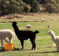 Maydena Country Cabins Accommodation  Alpaca Stud - Phillip Island Accommodation