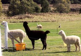 Maydena Country Cabins Accommodation & Alpaca Stud - Phillip Island Accommodation 0
