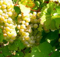 Winstead Vineyard - Phillip Island Accommodation