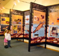 Platypus Experience - Phillip Island Accommodation