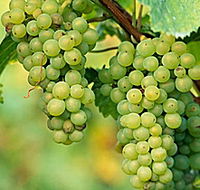 TP Vineyards - Phillip Island Accommodation