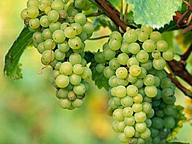 TP Vineyards - Phillip Island Accommodation 0