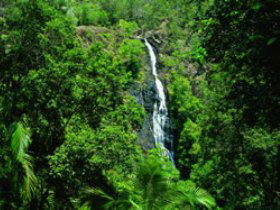 Kondalilla National Park - Phillip Island Accommodation 0