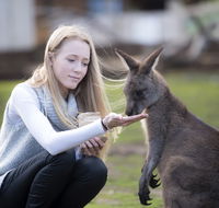 Bonorong Wildlife Sanctuary - Phillip Island Accommodation