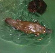 Platypus House - Phillip Island Accommodation