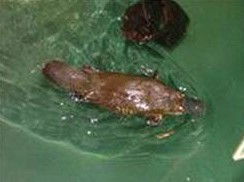 Platypus House - Phillip Island Accommodation 0