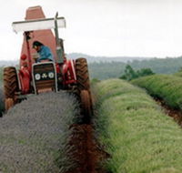 Bridestowe Lavender Farm - Phillip Island Accommodation