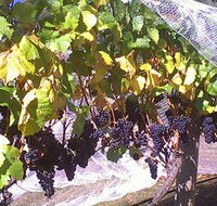 Palmara Vineyard - Phillip Island Accommodation