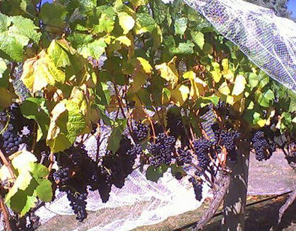 Palmara Vineyard - Phillip Island Accommodation 0