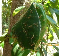 Greenant Creek Walk - Phillip Island Accommodation