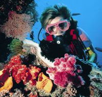Nine Mile Reef Dive Site - Phillip Island Accommodation