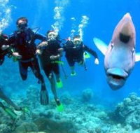 Magic Mountain Dive Site - Phillip Island Accommodation