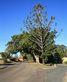 Anzac Avenue Memorial Trees, Beerburrum - Phillip Island Accommodation 0