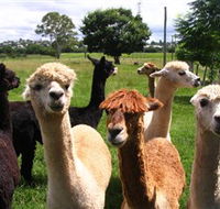 Banyandah Alpacas - Phillip Island Accommodation