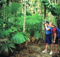 Mount Sorrow Ridge Trail Daintree National Park - Phillip Island Accommodation