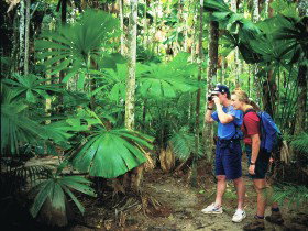 Mount Sorrow Ridge Trail, Daintree National Park - Phillip Island Accommodation 0