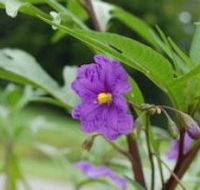 Alpha Native Flower Garden - Phillip Island Accommodation