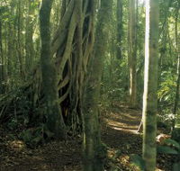 Mount Bithongabel - Phillip Island Accommodation