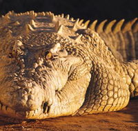 Koorana Crocodile Farm - Phillip Island Accommodation