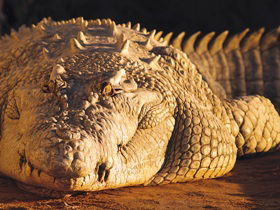 Koorana Crocodile Farm - Phillip Island Accommodation 0