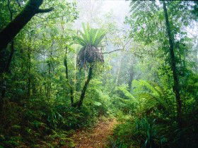 Lamington National Park, Green Mountains Section - Phillip Island Accommodation 0