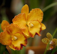 Queens Park - Orchid House - Phillip Island Accommodation