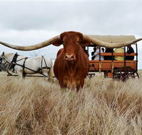 Texas Longhorn Wagon Tours and Safaris - Phillip Island Accommodation
