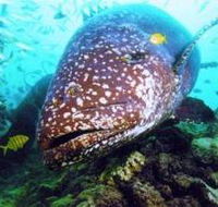 Lady Musgrave Island Dive Sites - Phillip Island Accommodation