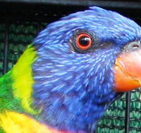 Fraser Coast Wildlife Sanctuary - Phillip Island Accommodation