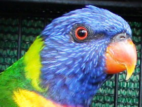 Fraser Coast Wildlife Sanctuary - Phillip Island Accommodation 0