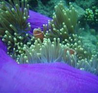 The Lady Bowen Dive Site - Phillip Island Accommodation