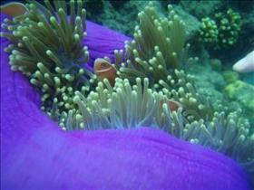 The Lady Bowen Dive Site - Phillip Island Accommodation 0