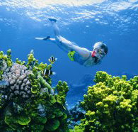 Wheeler Reef Dive Site - Phillip Island Accommodation