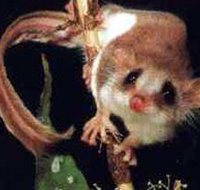 Carrowong Fauna Sanctuary - Phillip Island Accommodation