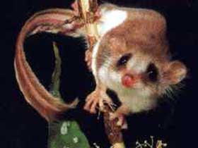 Carrowong Fauna Sanctuary - Phillip Island Accommodation 0