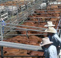 Dalrymple Sales Yards - Cattle Sales - Phillip Island Accommodation