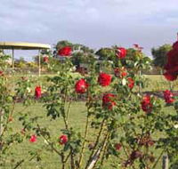 Elizabeth Park Rose Gardens - Phillip Island Accommodation