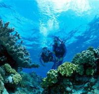 Coral Gardens Dive Site - Phillip Island Accommodation