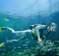 Manta Ray Bommie Dive Site - Phillip Island Accommodation