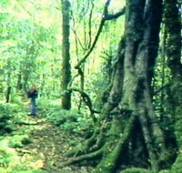 Mt Superbus - Phillip Island Accommodation