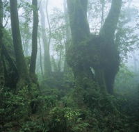 West Canungra Creek Circuit - Phillip Island Accommodation