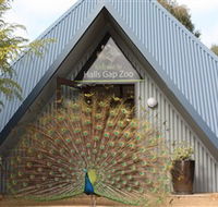 Halls Gap Zoo - Phillip Island Accommodation